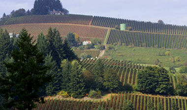 Erath Oregon Winery vineyard.
